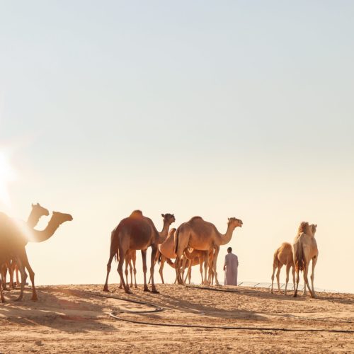 Camel herd at desert dunes stables farm